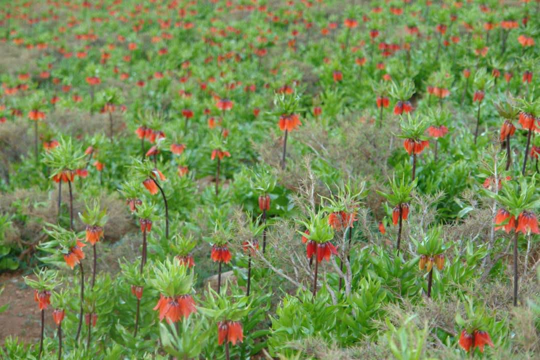  دشت لاله های واژگون